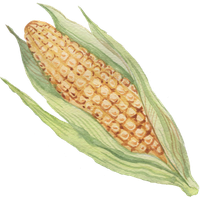 Yellow vegetables